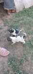 Spre adopție 3 căței