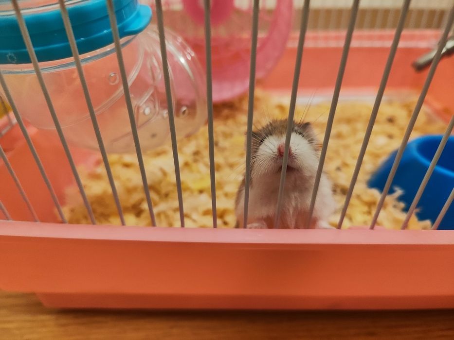 Хамстери и клетка