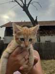 Pisicii spre adoptie!