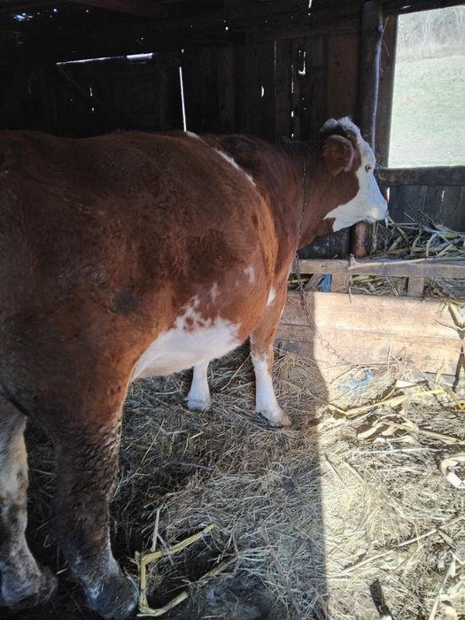 Două  vaci  de vânzare