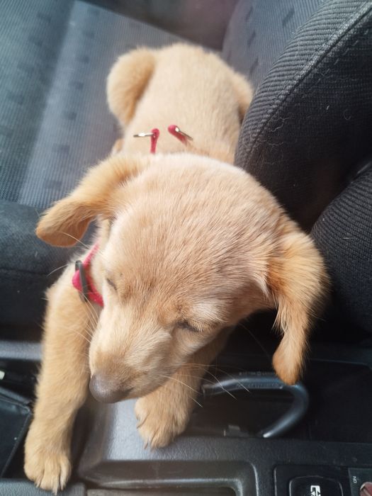 Търси  дом БЕЗПЛАТНО порода любов