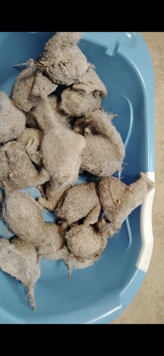 Куркылтайдын усы