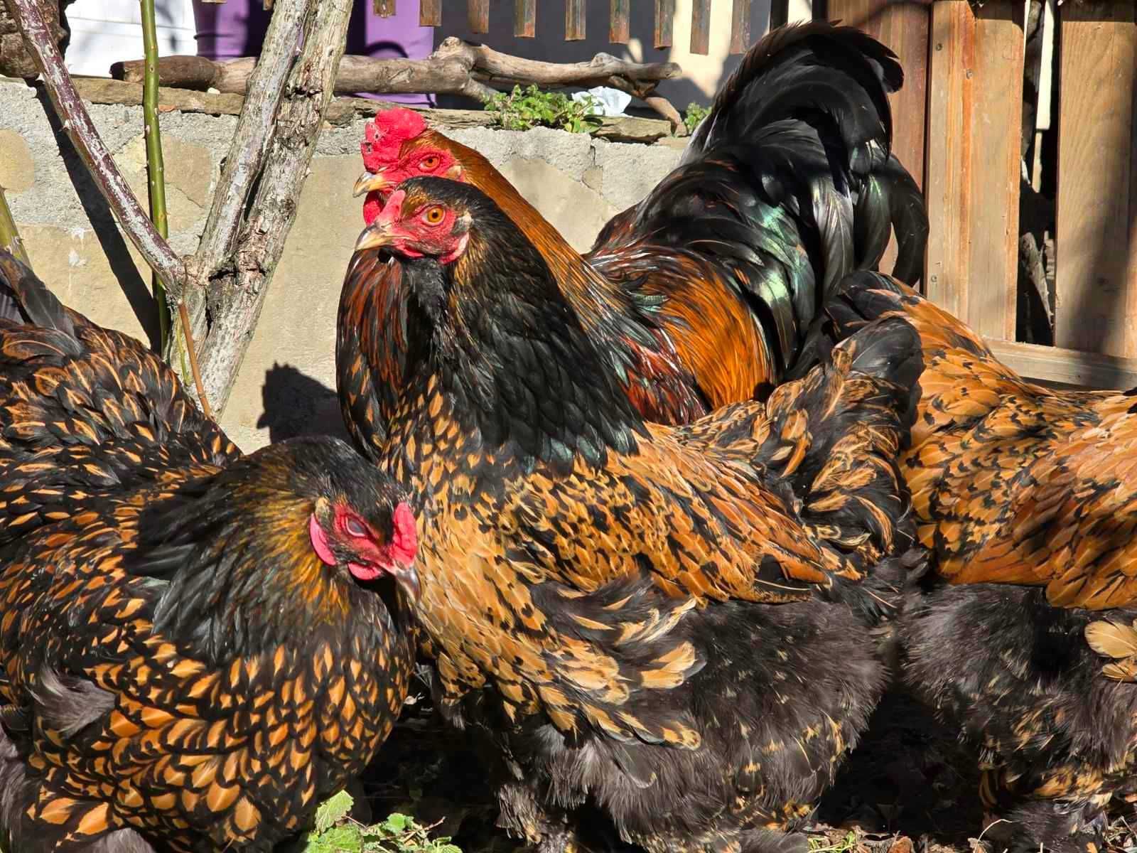 Продавам разплодни яйца от Златно кантирана Брама/Gold Laced Brahma