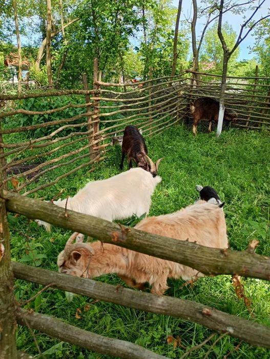 Vând capre  de lapte