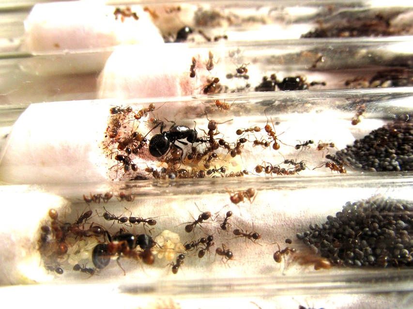 Муравьи  для новичков Жнецы