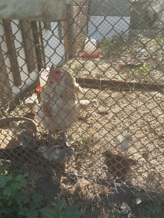 цыплята домашние