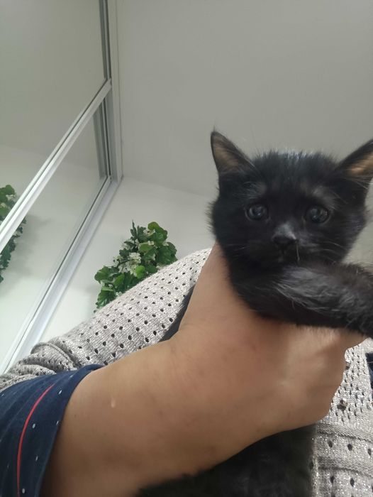 Котята домашние, сладкие