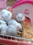 Hamsteri sirieni pitici.