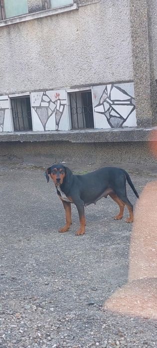 Подарява се мъжко гонче 2.5месеца