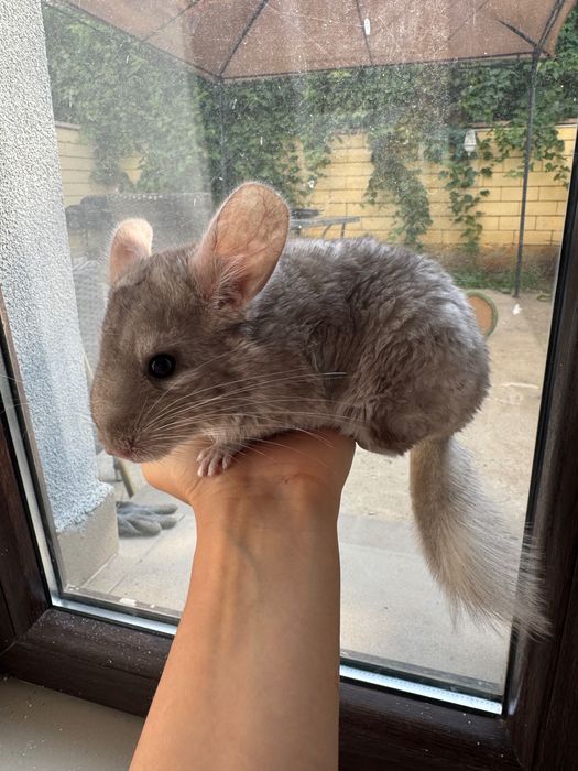 Vand Chinchilla Bej