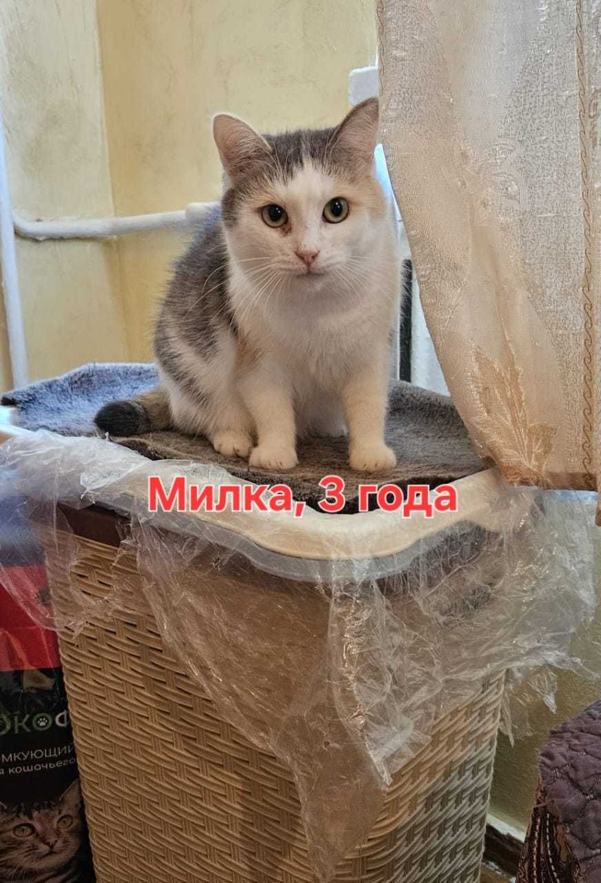 Кошки в добрые руки