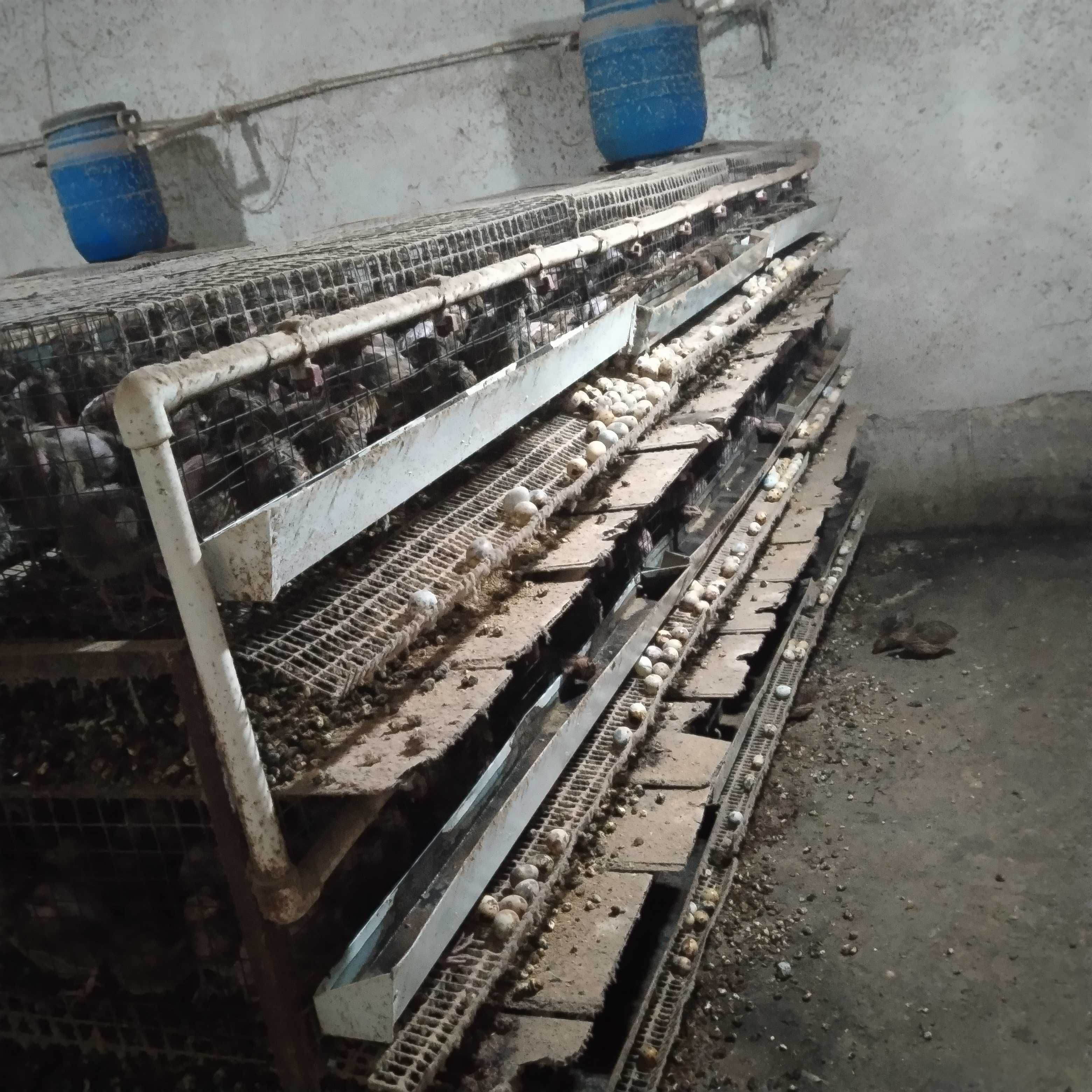 Yosh bedana makyonlari sotiladi endi tuxumga kirgan