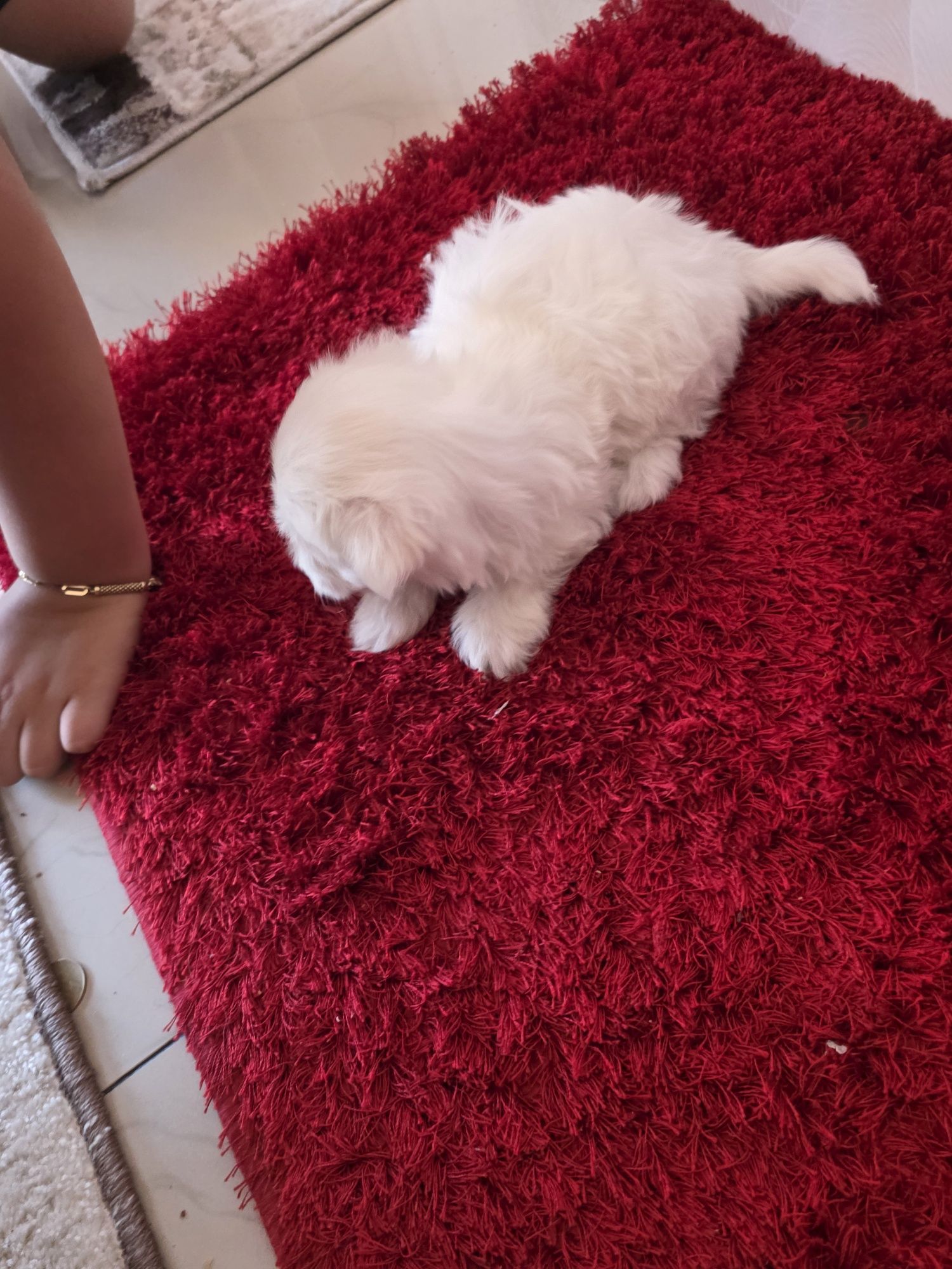 Pui de bichon ,fetiță ,vaccinată