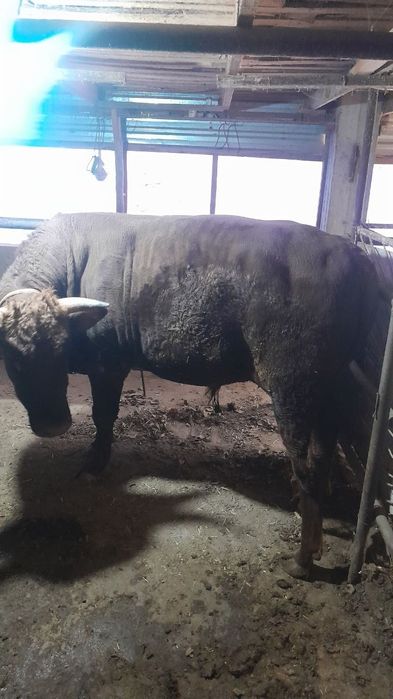 sogʻlom buqa sotiladi