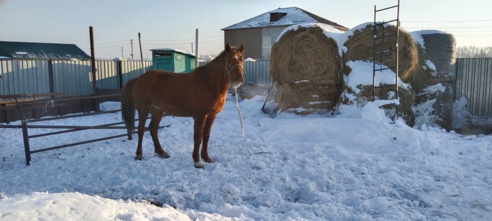 Продам Согым бие