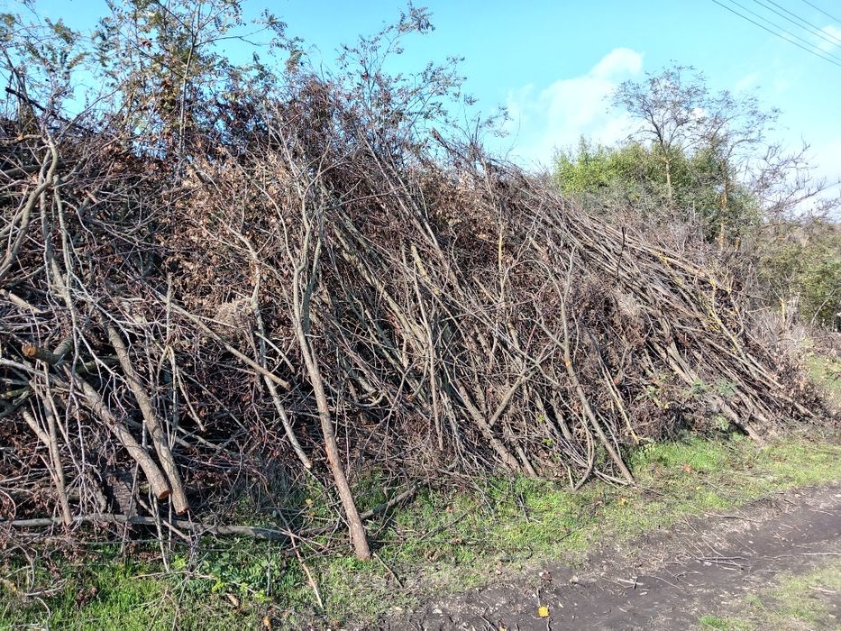 Дървесина дърва клони