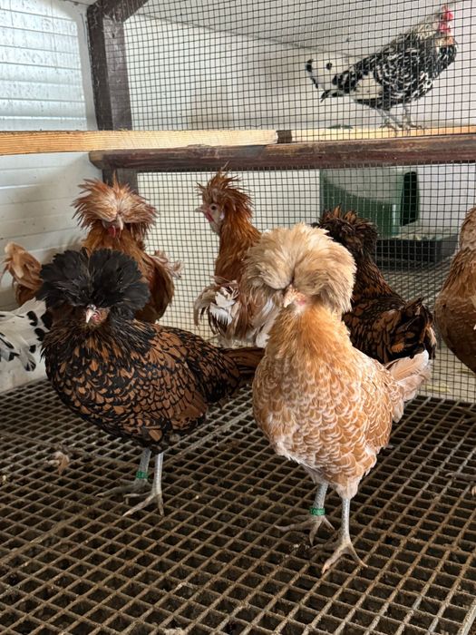 Pereche Păduane și Familie Hamburg