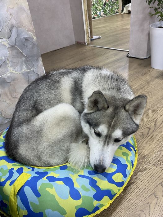 Хаски с документами