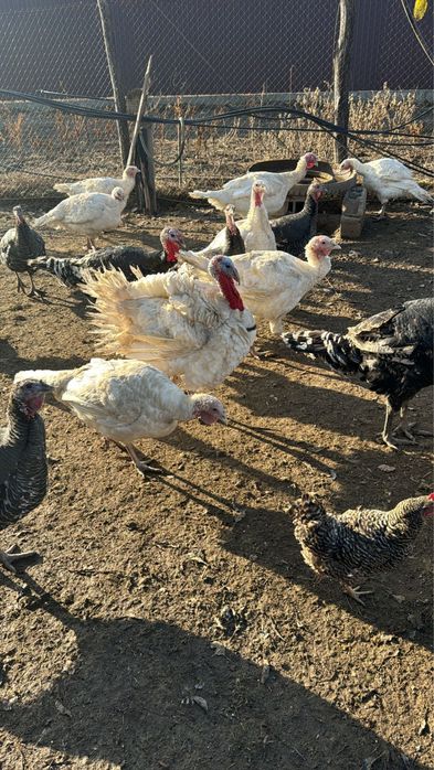Vand curcani crescuti natural cu porumb