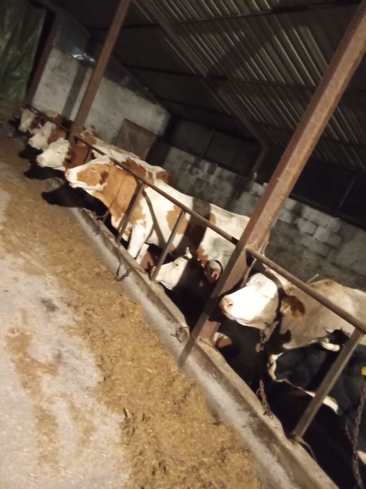 Vand lot de 10  Vaci Gestante si de lapte