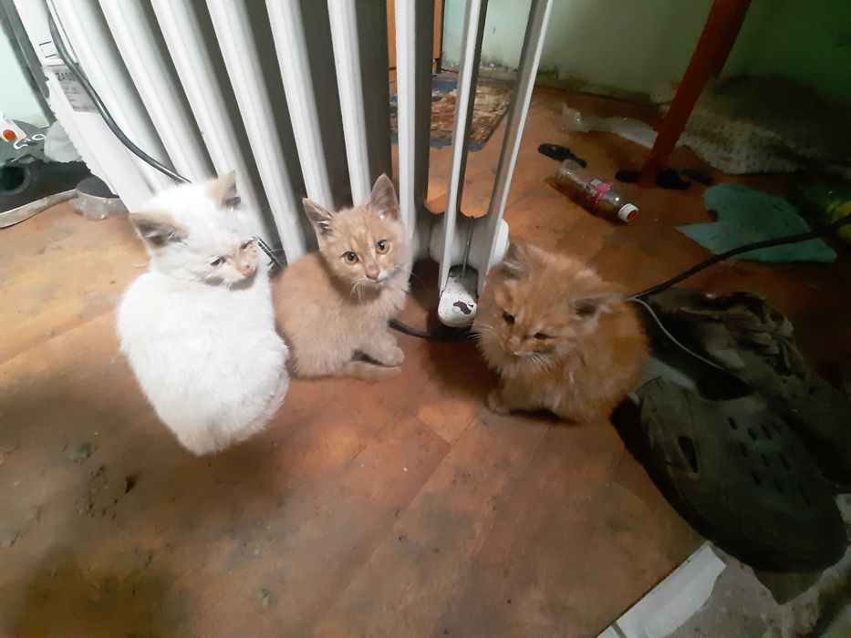 Котята в добрые руки Даром