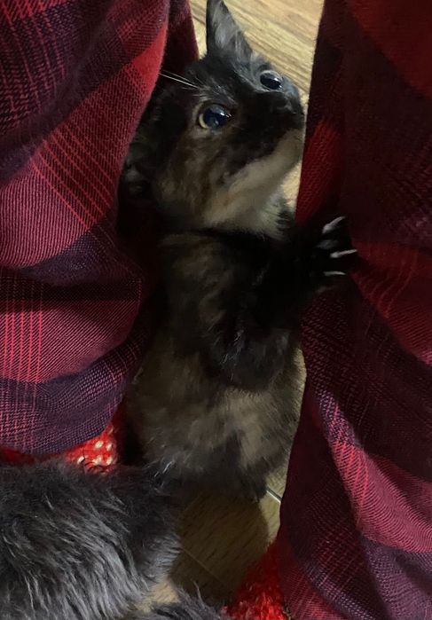 Pisicuța spre adoptie