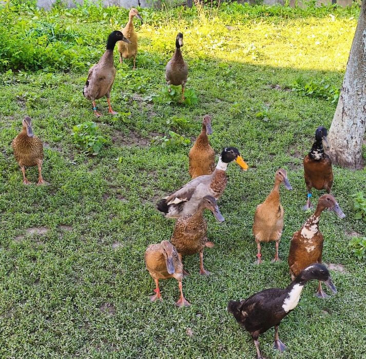 Rate indiene alergătoare