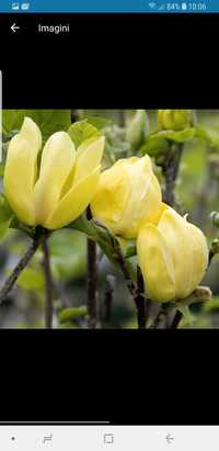 Vindem magnolie galbenă