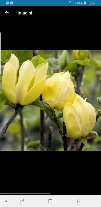 Vindem magnolie galbenă
