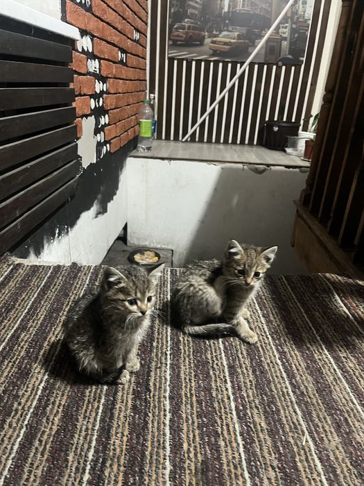 Отдам котят. К лотку приучены.