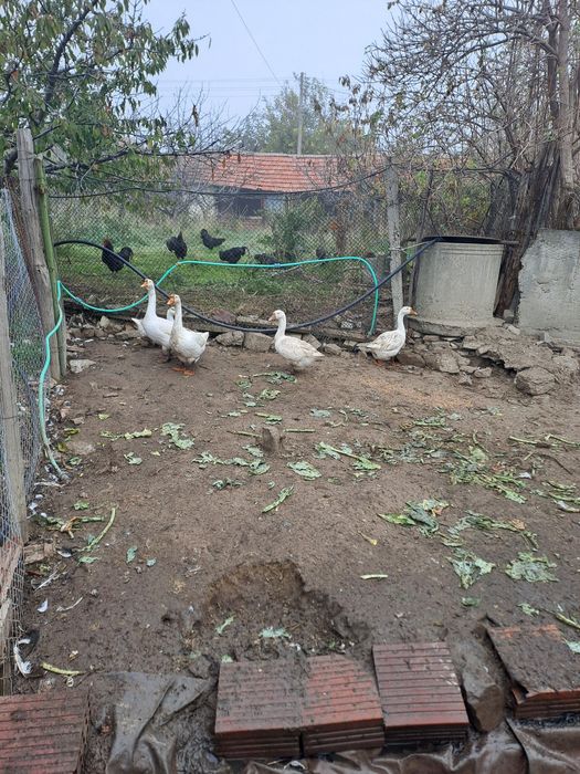 Гъски Линда - оплодени яйца