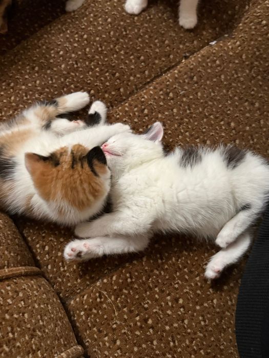 Подаряваме прекрасни котенца!