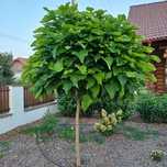 Când puieți de catalpa  la ghiveci și tei arginti la balot de pământ