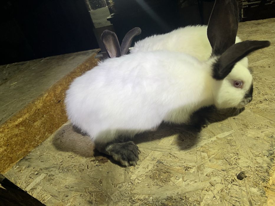 Urias de transilvania pui