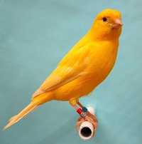 Желтая канарейка отлично поёт