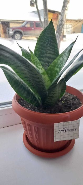 продам комнатные цветы