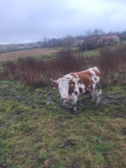 De vânzare două juninci gestante!