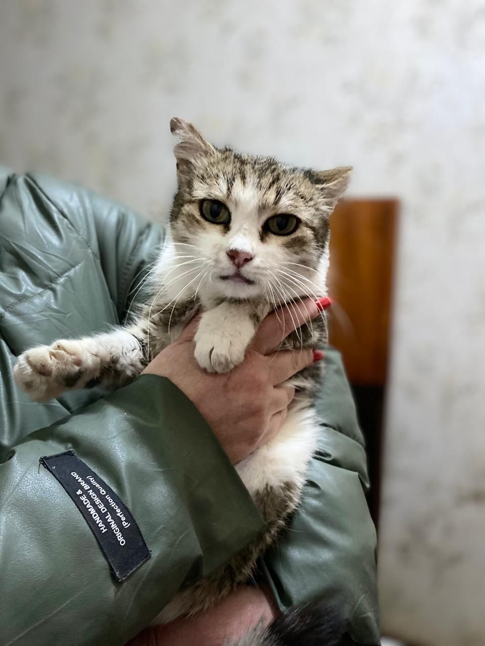 Кошечка в поисках дома