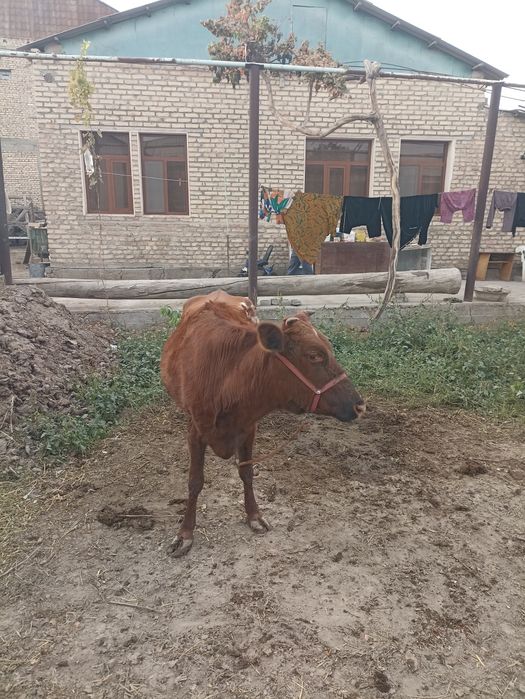 Гуножин сотилади