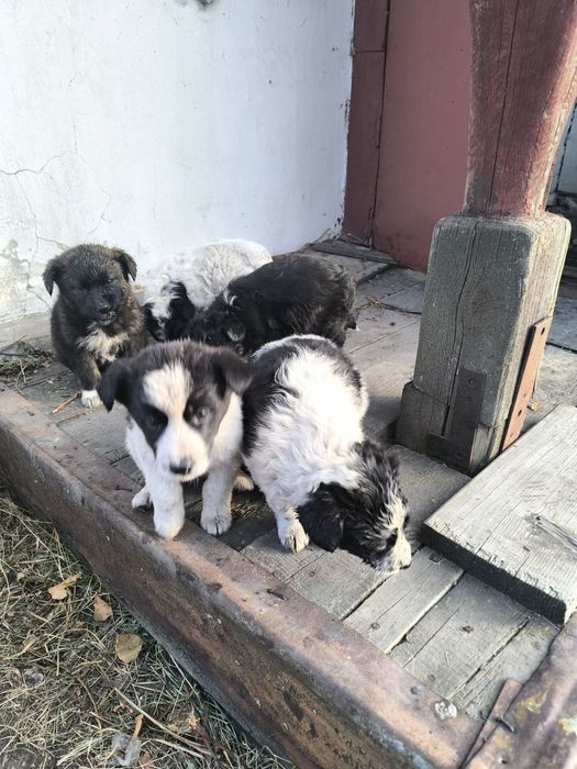 Щенки! С доставкой!