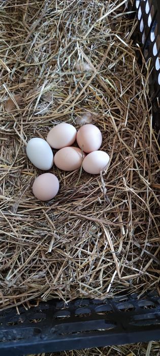 Ouă Bio proaspete de găină