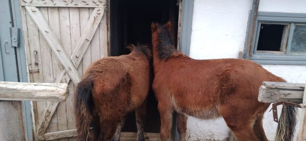 Касапшы 25000 бұзып берем