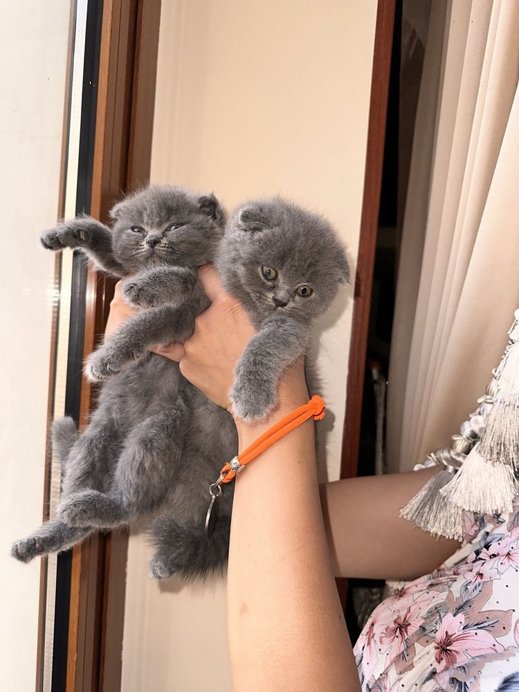 Скотиш фолд Котята