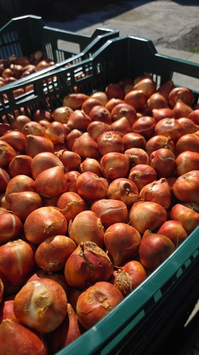 Bulbi de: Lalele, narcise, zambile, crocus