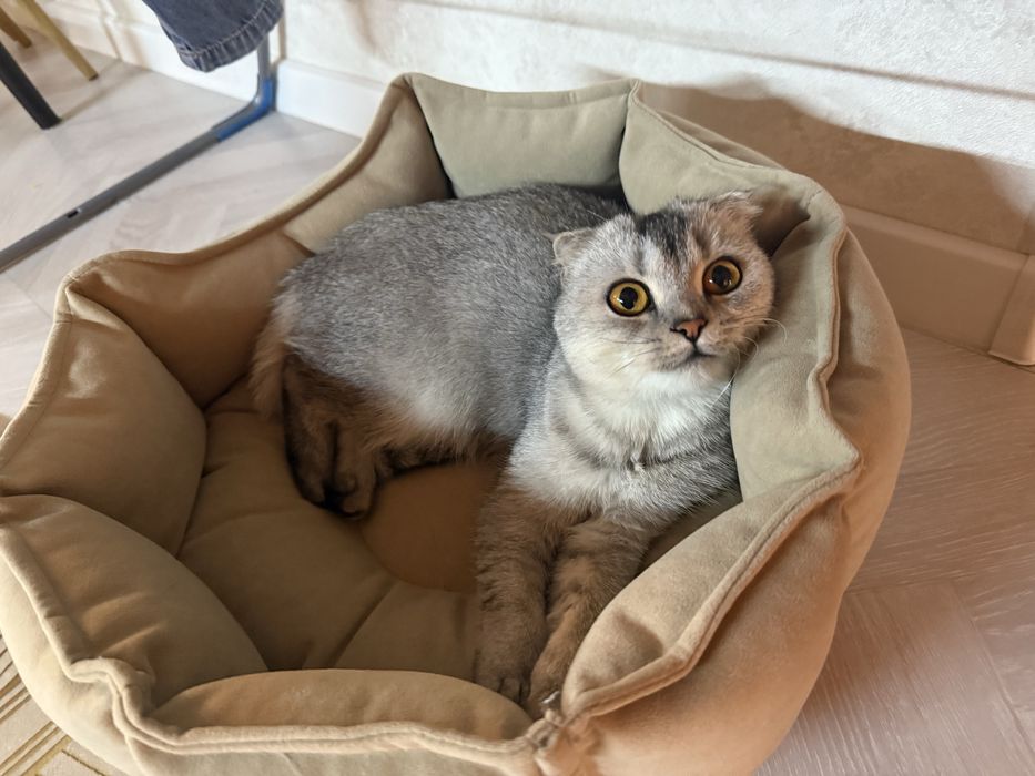 Продается серебристая шиншилла