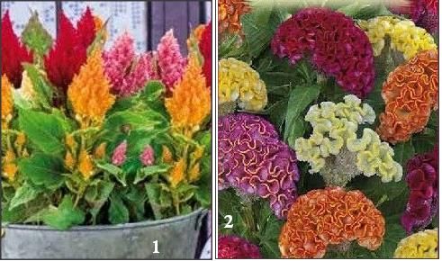 2Celosia argentea plumosa/cristata nana-creasta cocos pitica/batuta