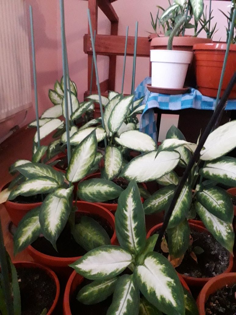 Plante dieffenbachia