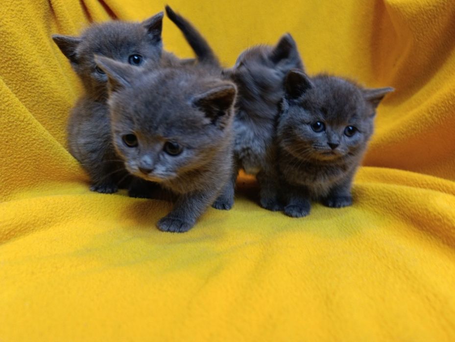 Котета порода Руска синя котка