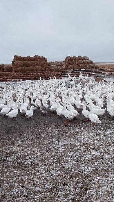 Гуси на продажу..