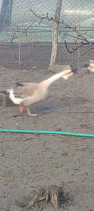 Gâște leșești de vânzare